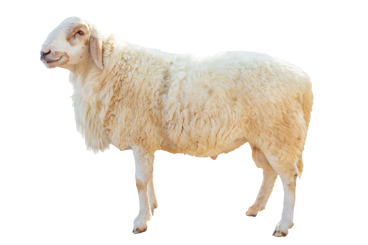 Eskişehir Adaklık Koyun